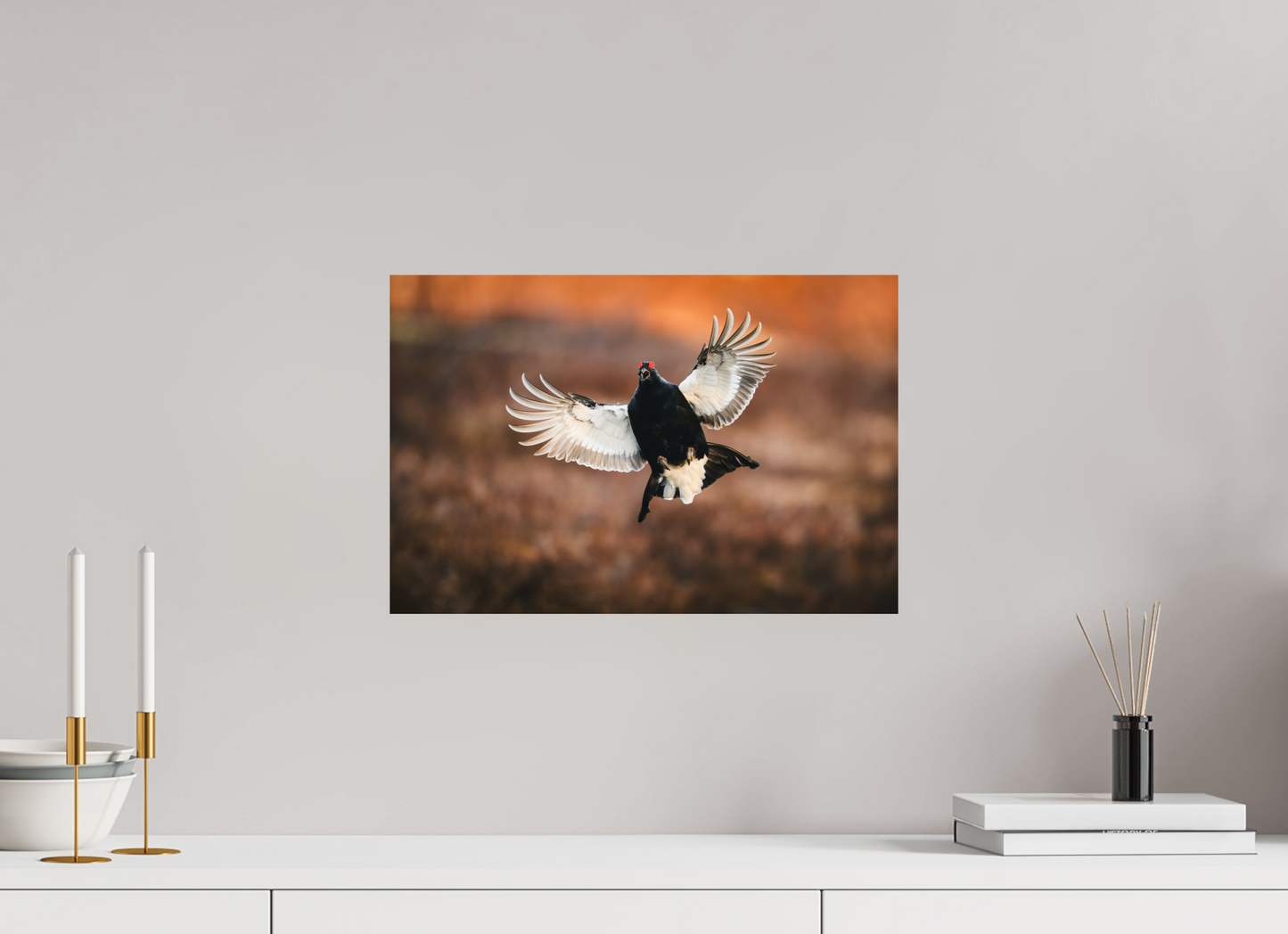 Black grouse in flight