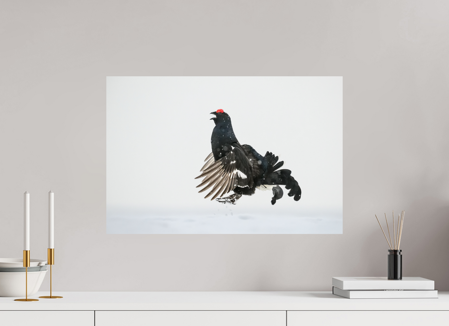Jumping black grouse