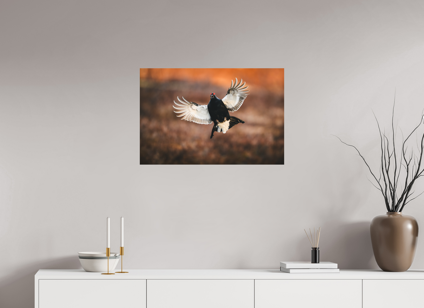Black grouse in flight