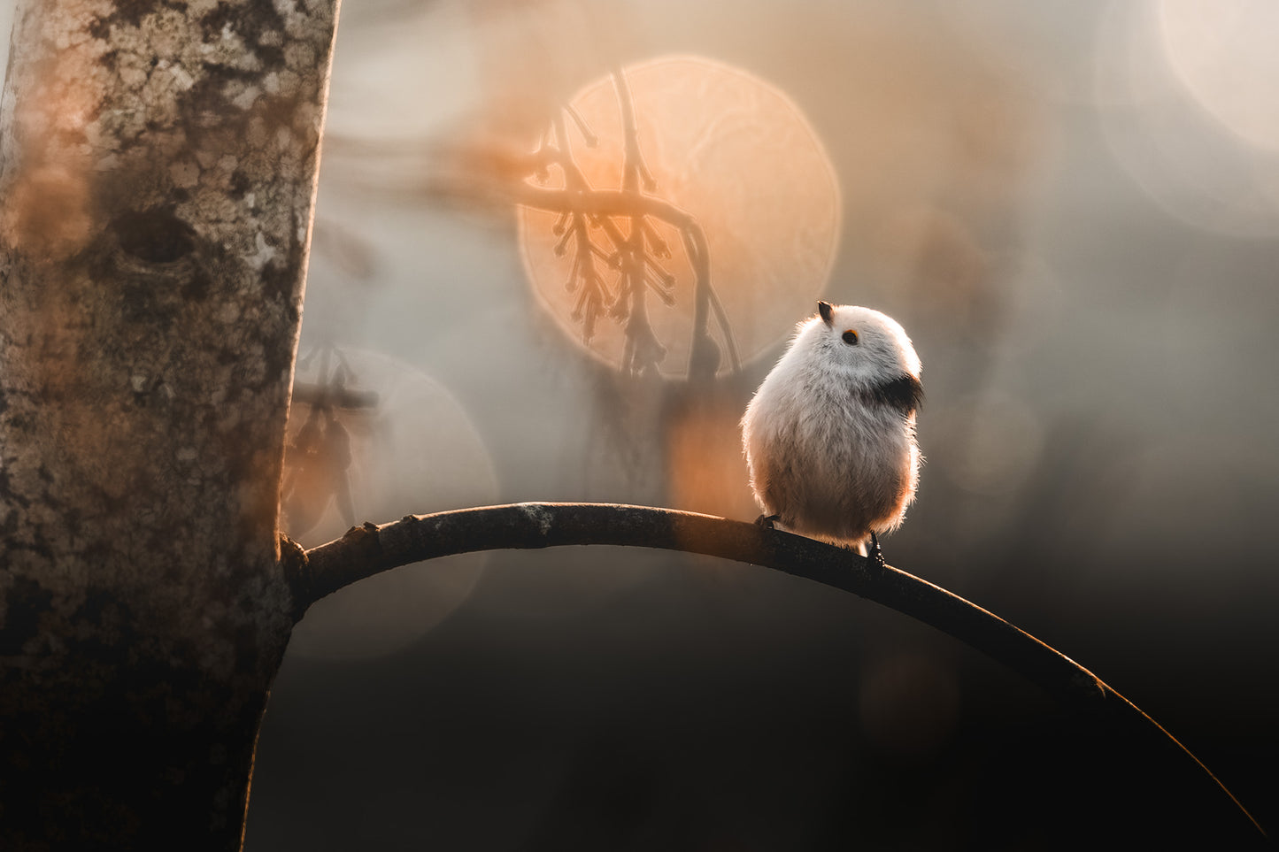 Long tailed tit with bokeh