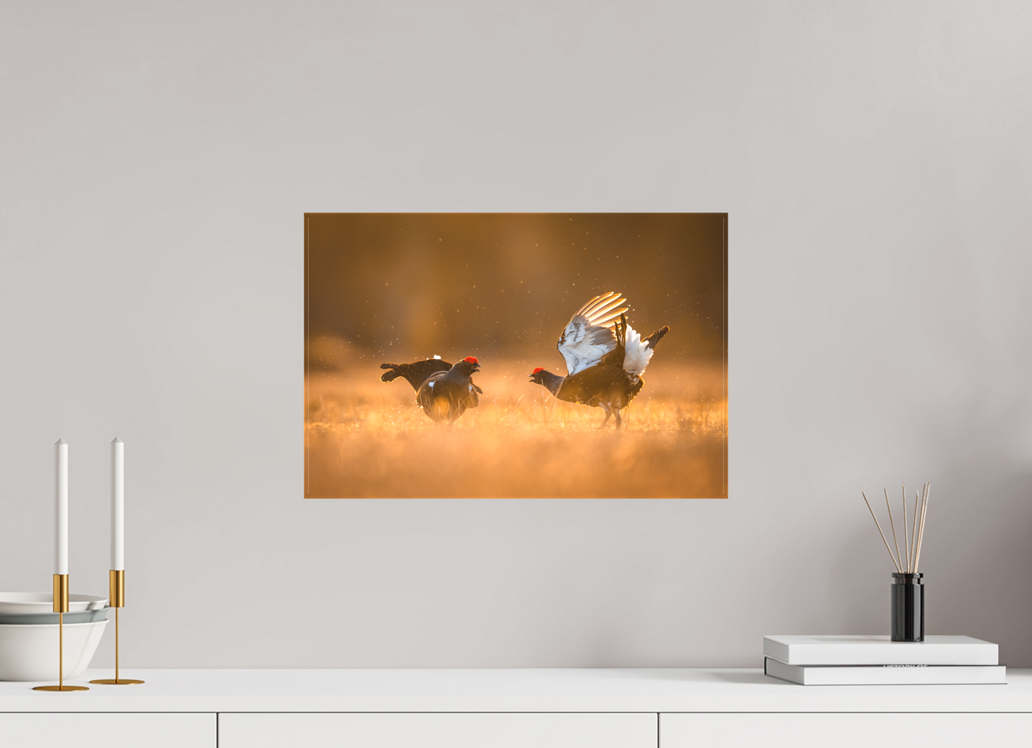 Black grouse in battle