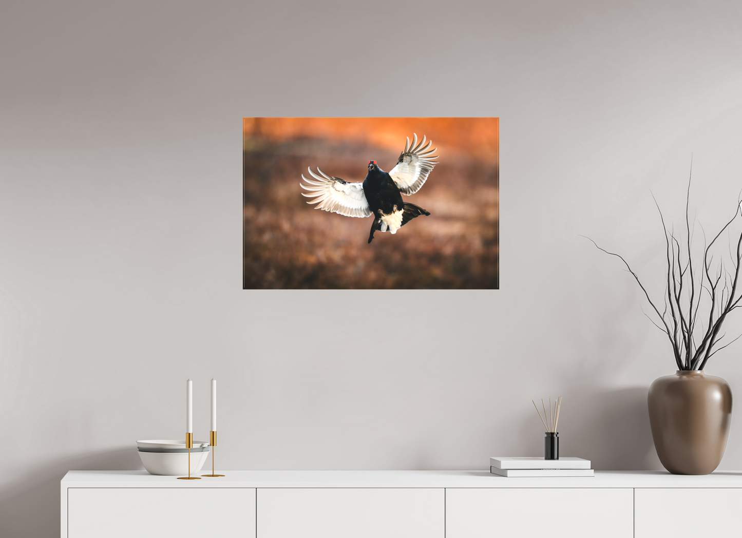 Black grouse in flight