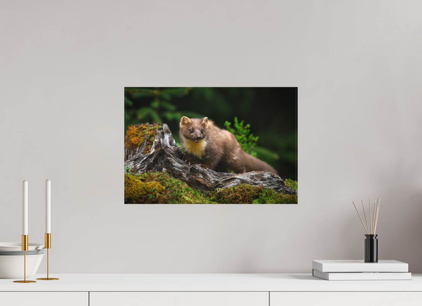 Pine marten on old tree root