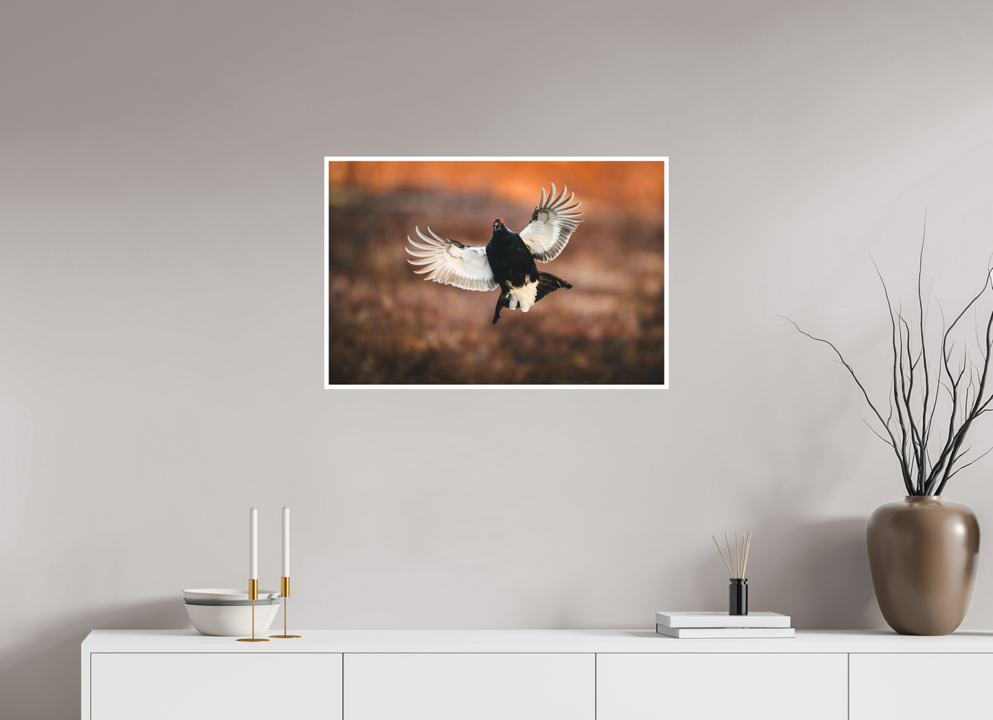 Black grouse in flight