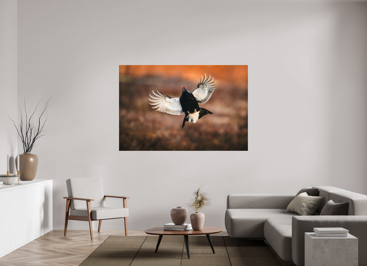 Black grouse in flight
