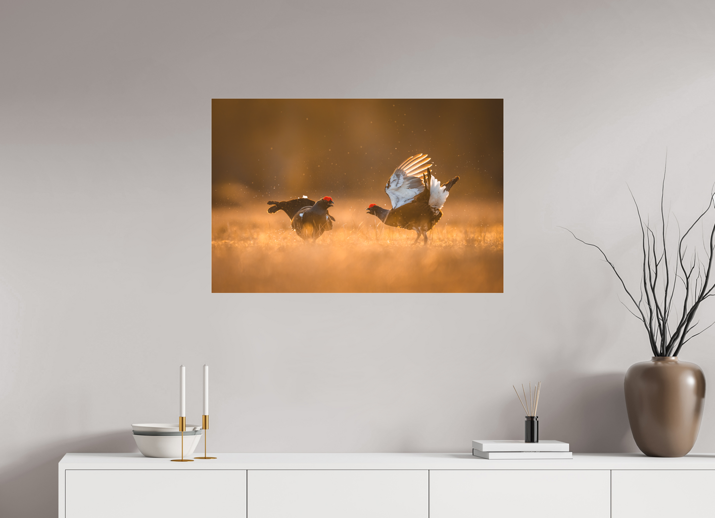 Black grouse in battle