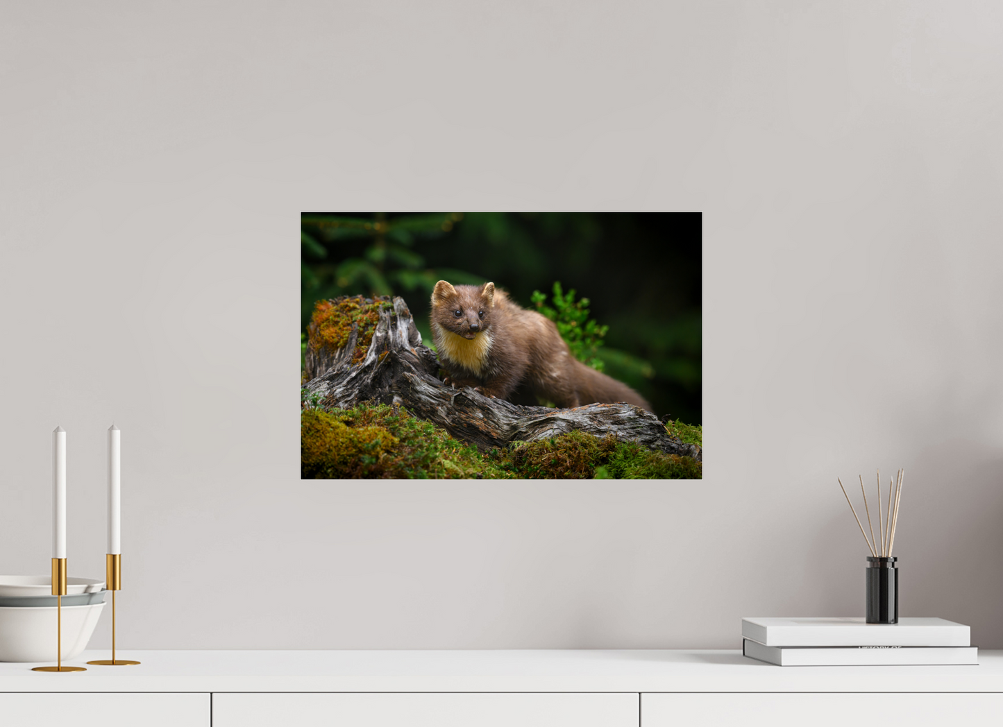 Pine marten on old tree root