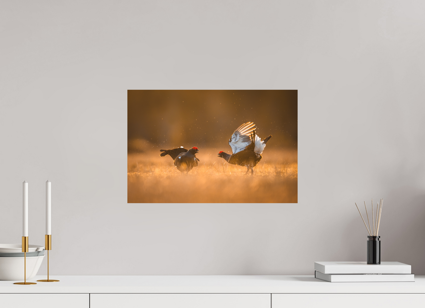 Black grouse in battle