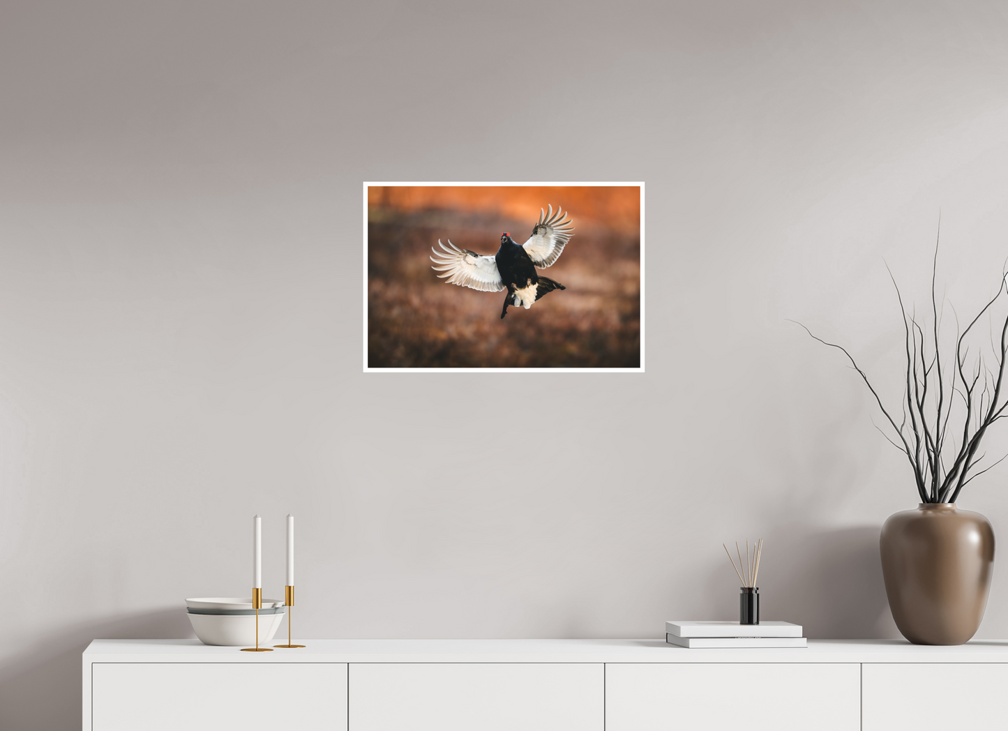 Black grouse in flight