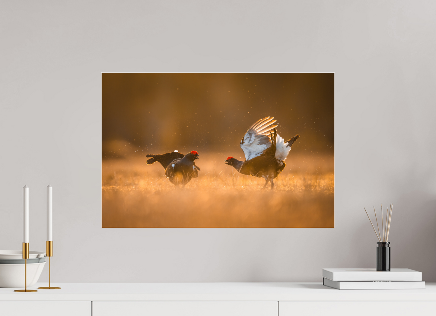 Black grouse in battle