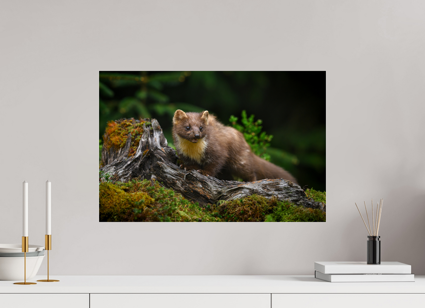 Pine marten on old tree root