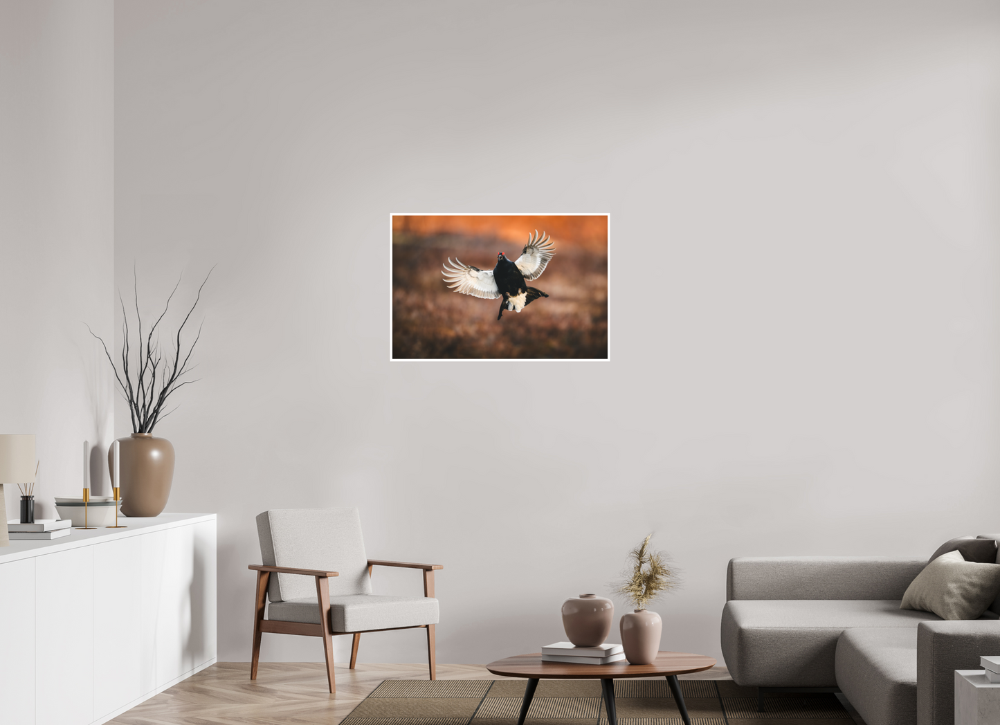 Black grouse in flight