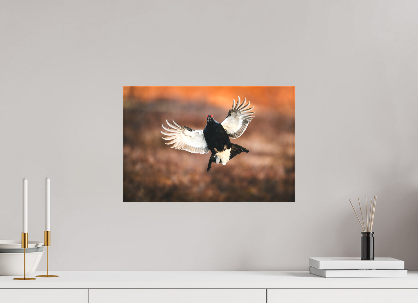 Black grouse in flight