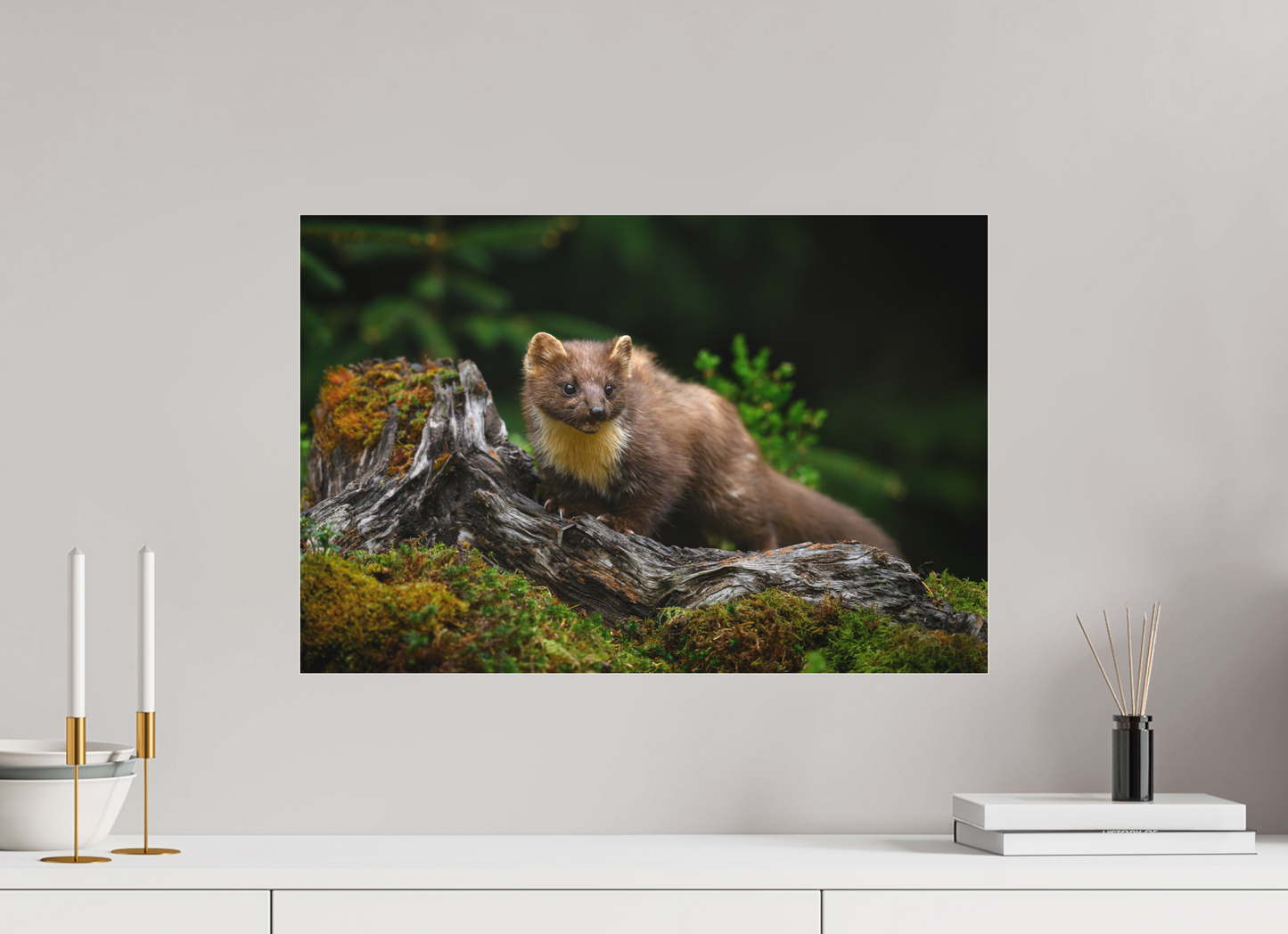 Pine marten on old tree root
