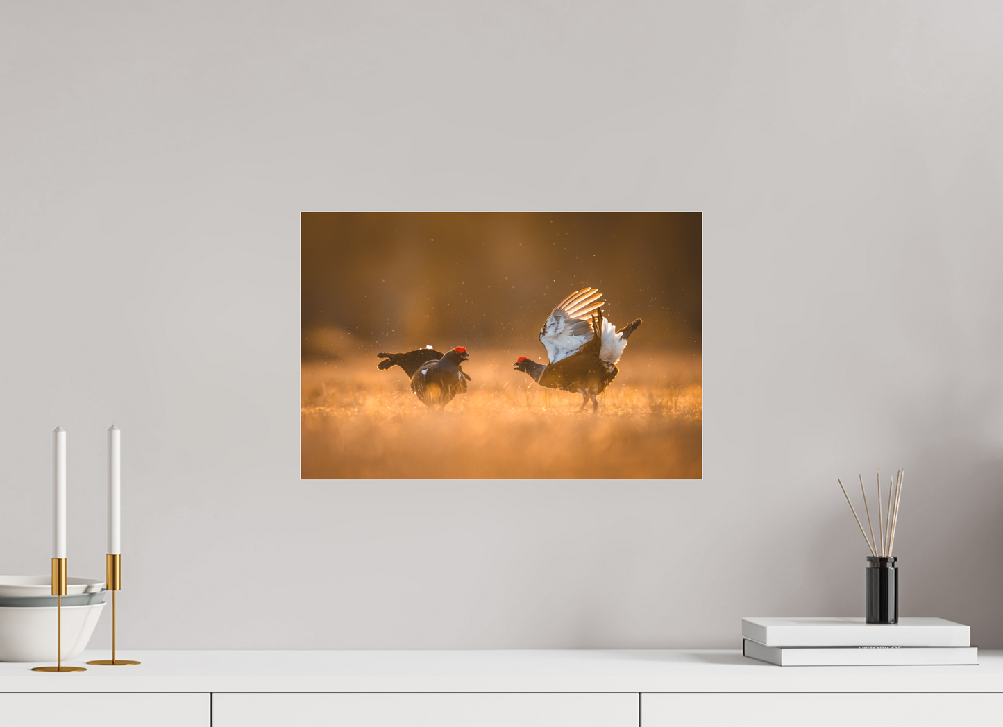 Black grouse in battle