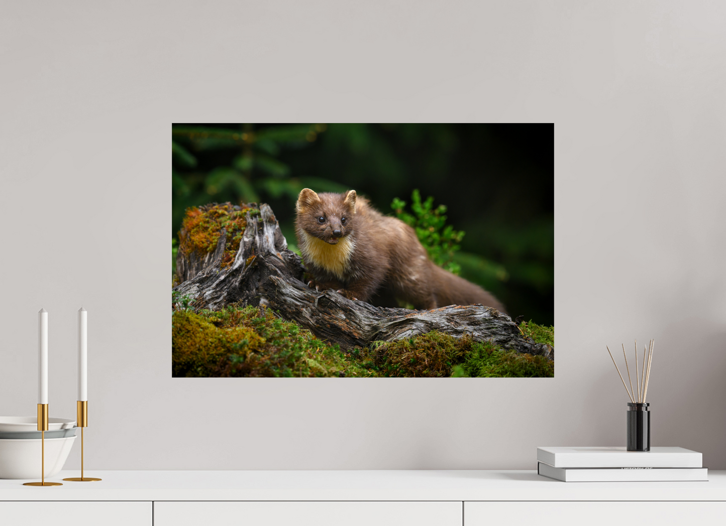 Pine marten on old tree root