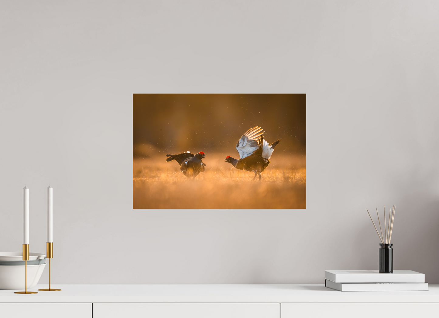 Black grouse in battle
