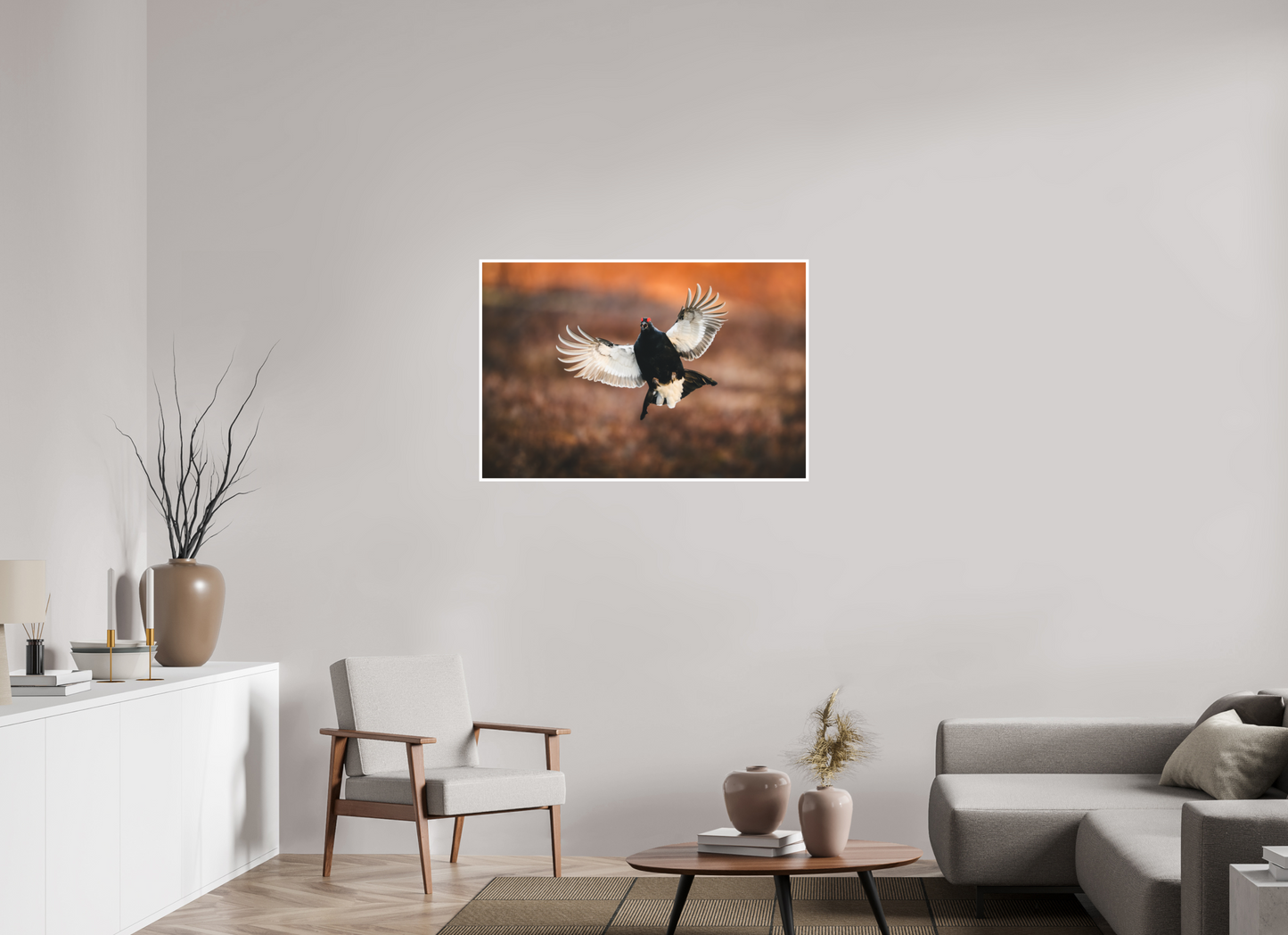 Black grouse in flight