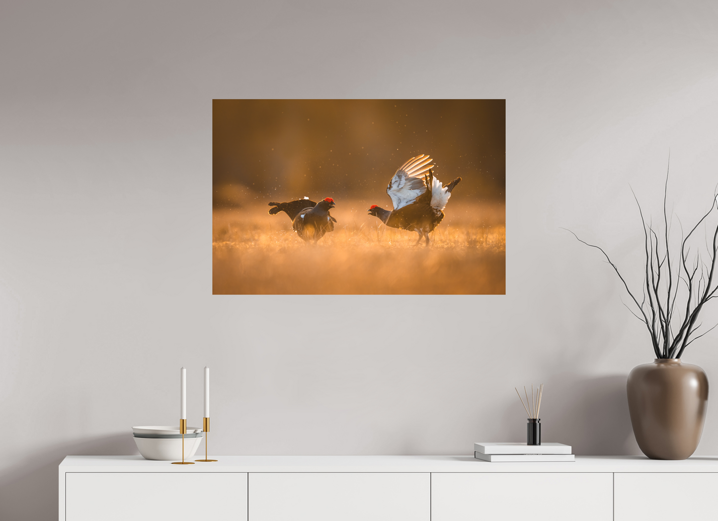 Black grouse in battle