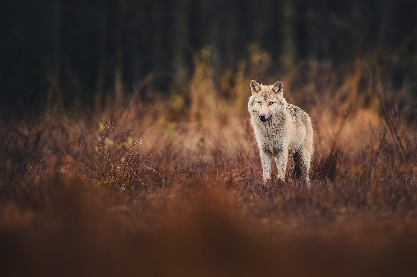 Wolf in autumn surroundings