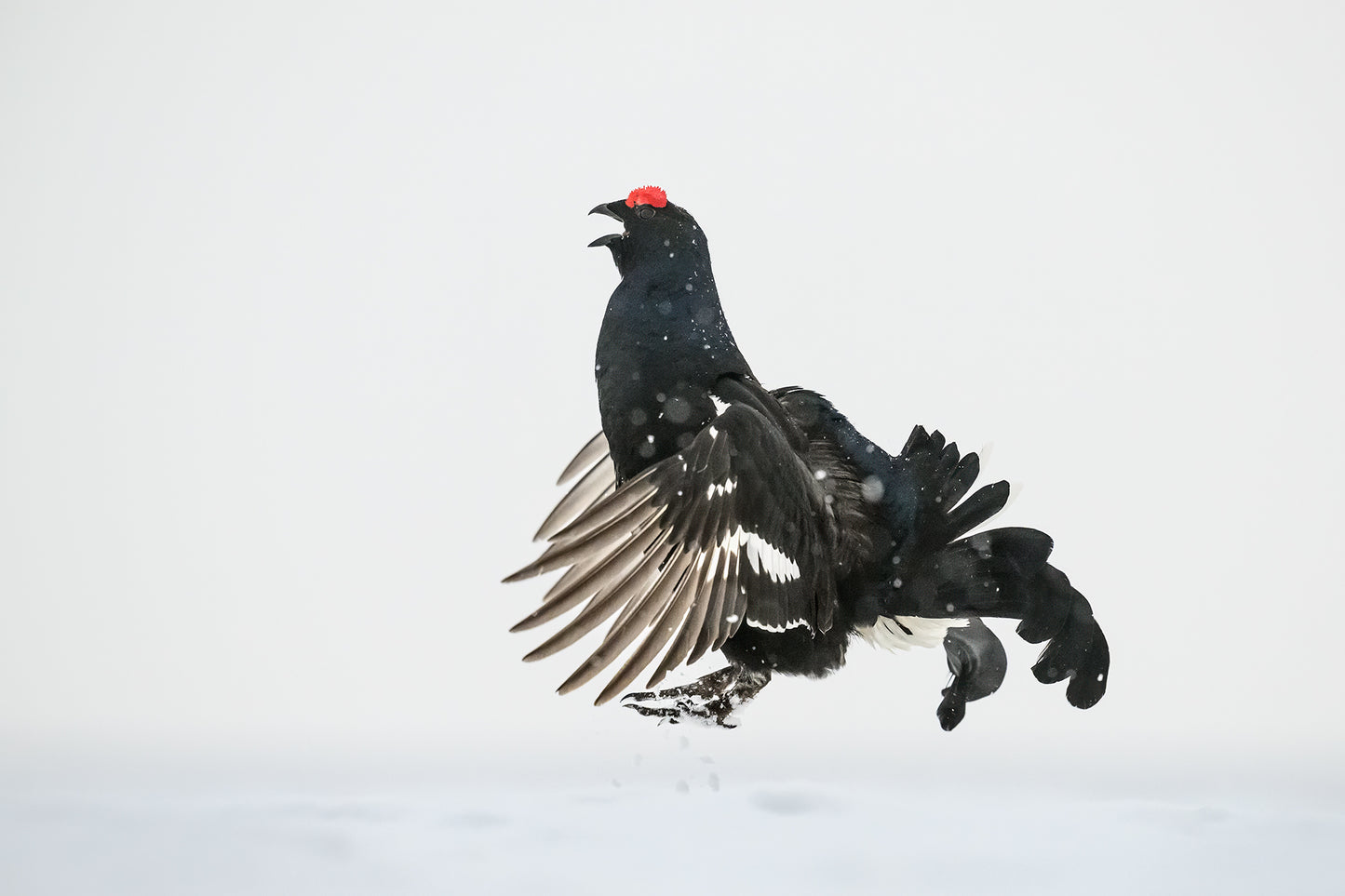 Jumping black grouse
