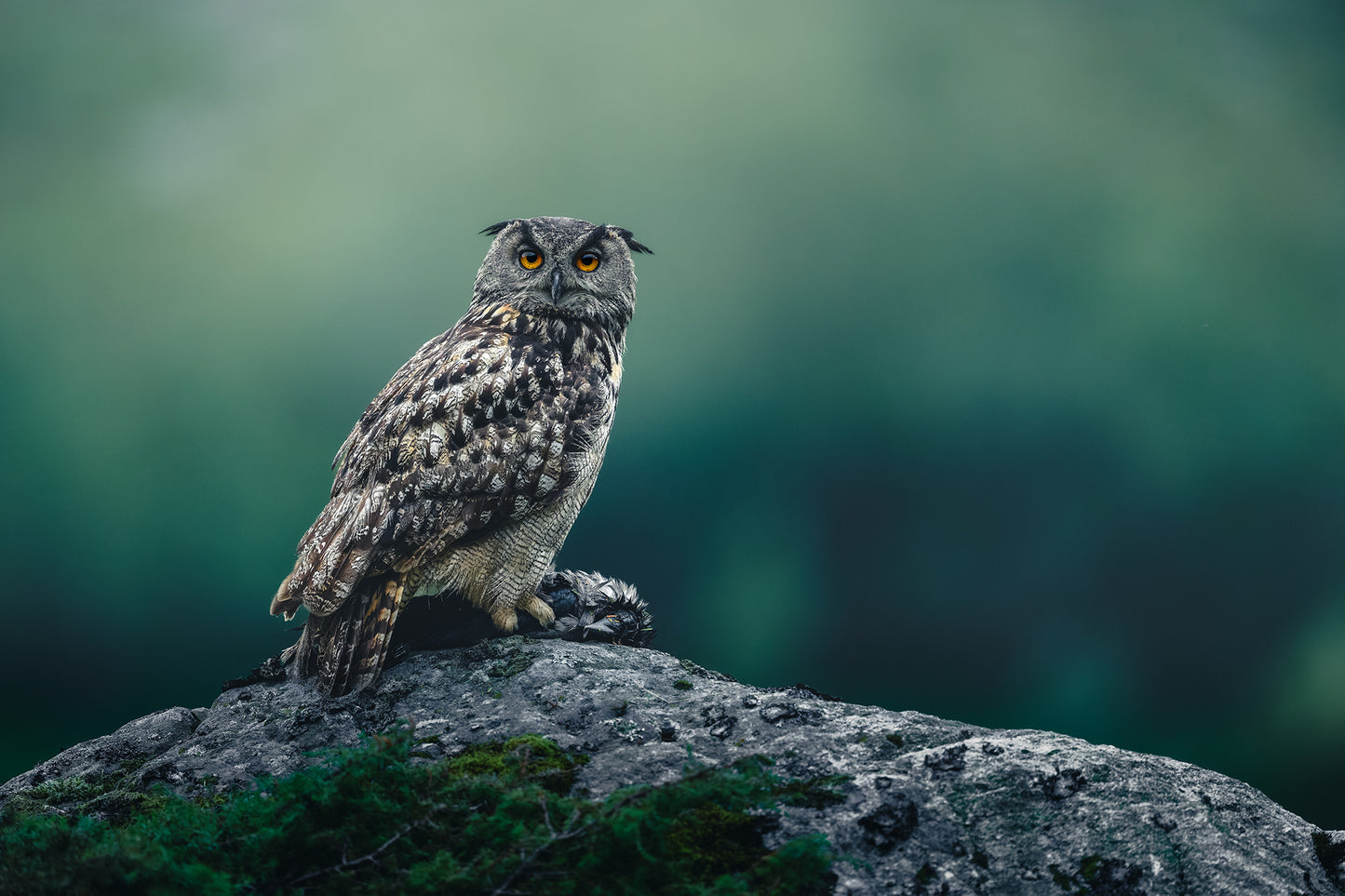 Eagle owl with its prey
