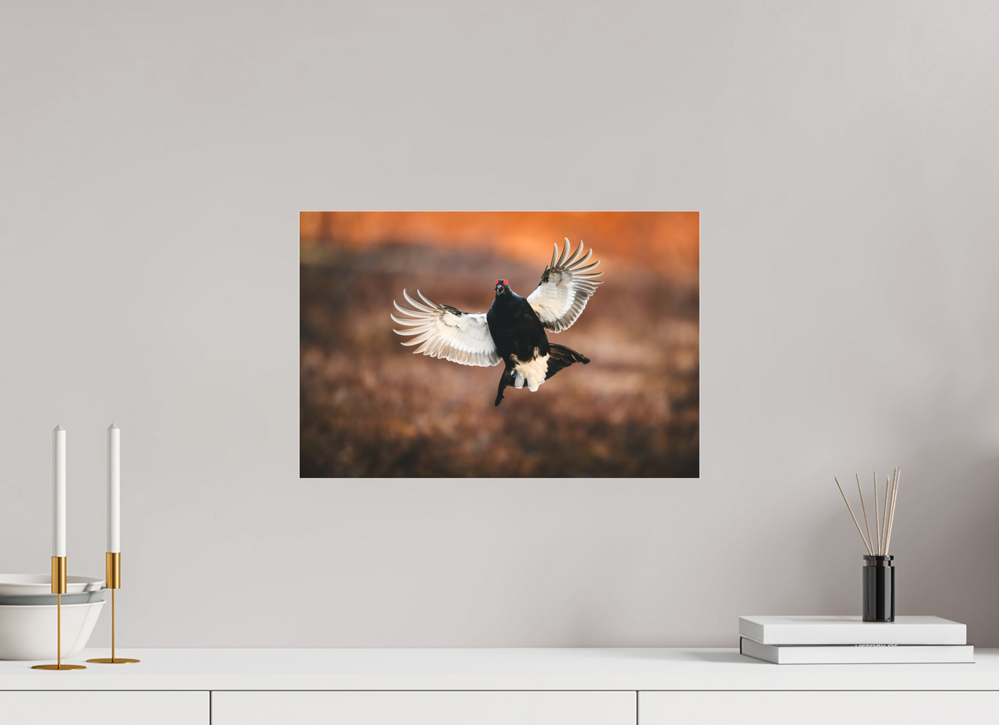 Black grouse in flight