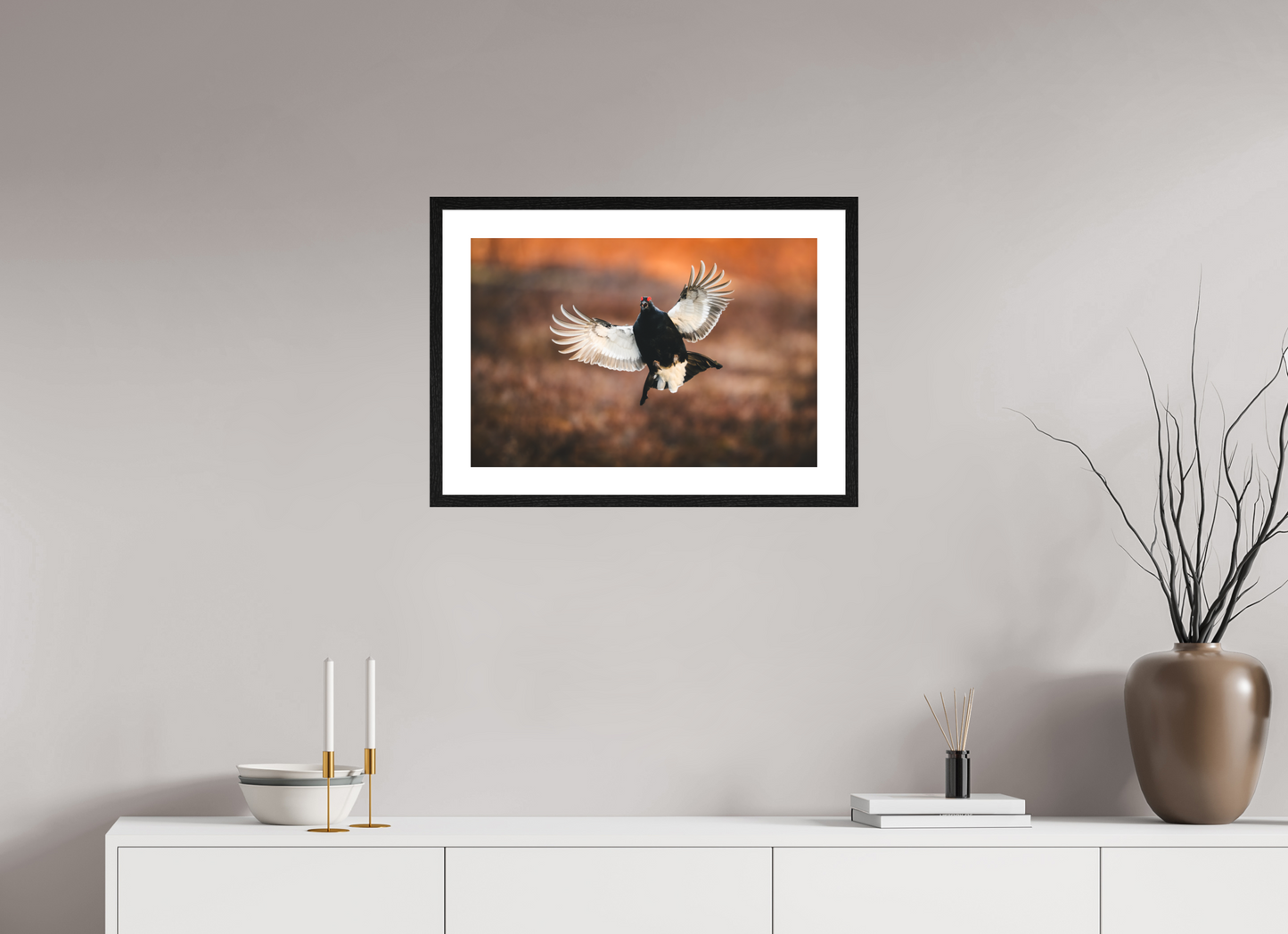 Black grouse in flight