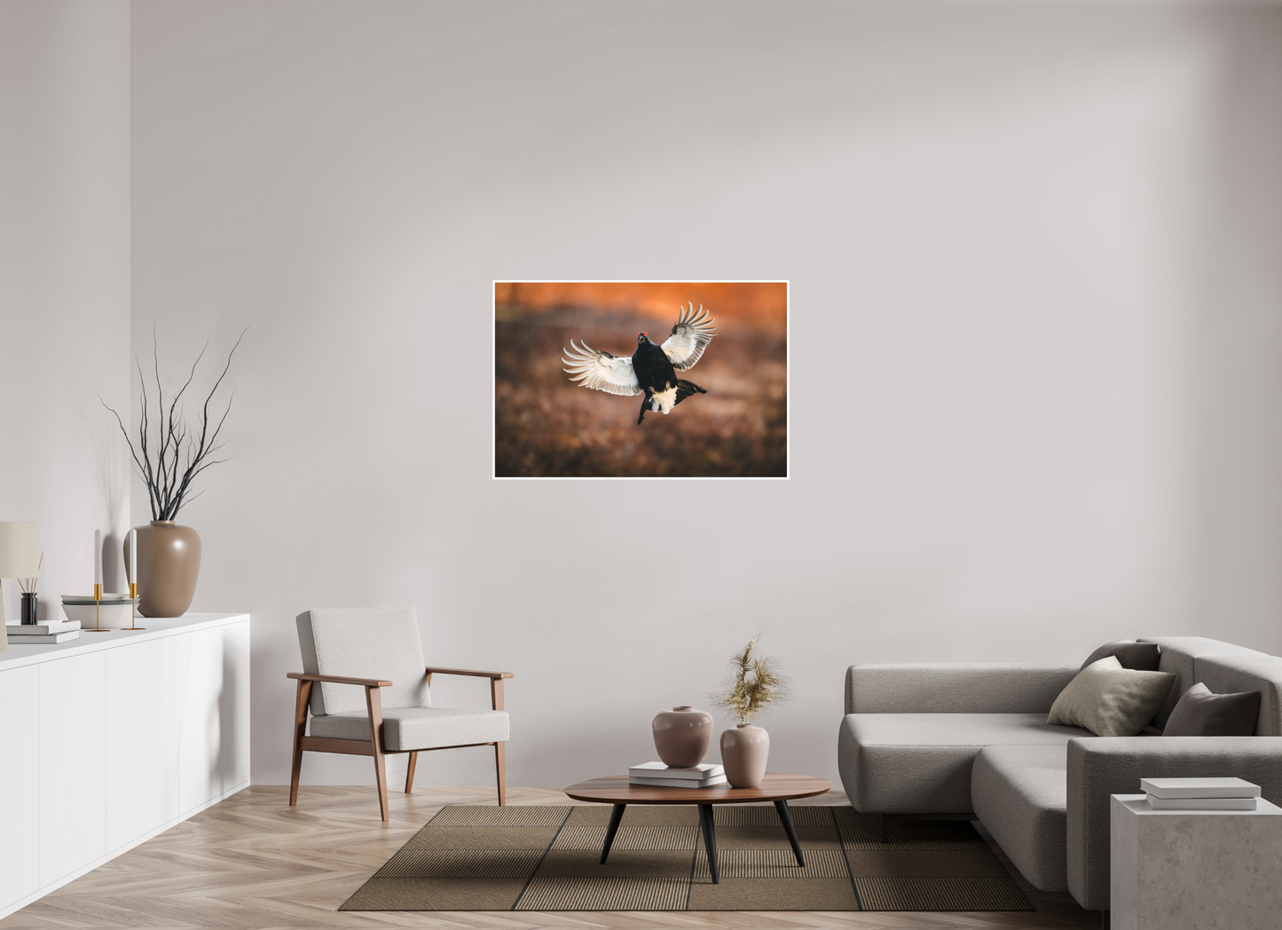 Black grouse in flight