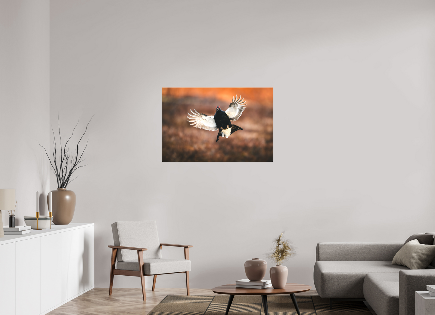 Black grouse in flight