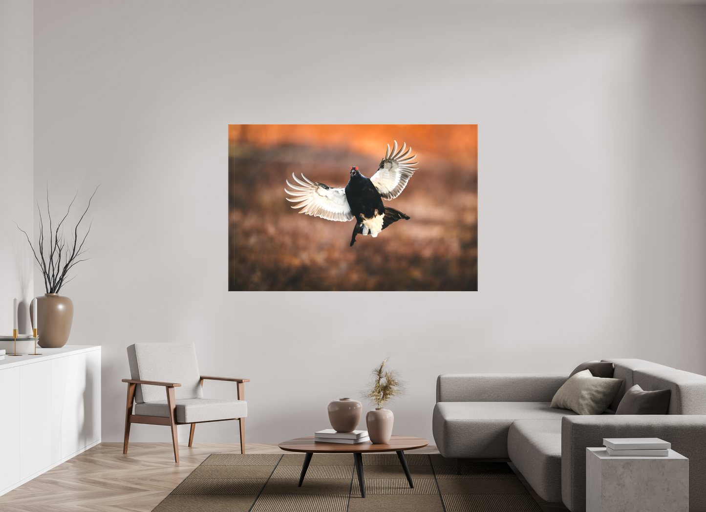 Black grouse in flight