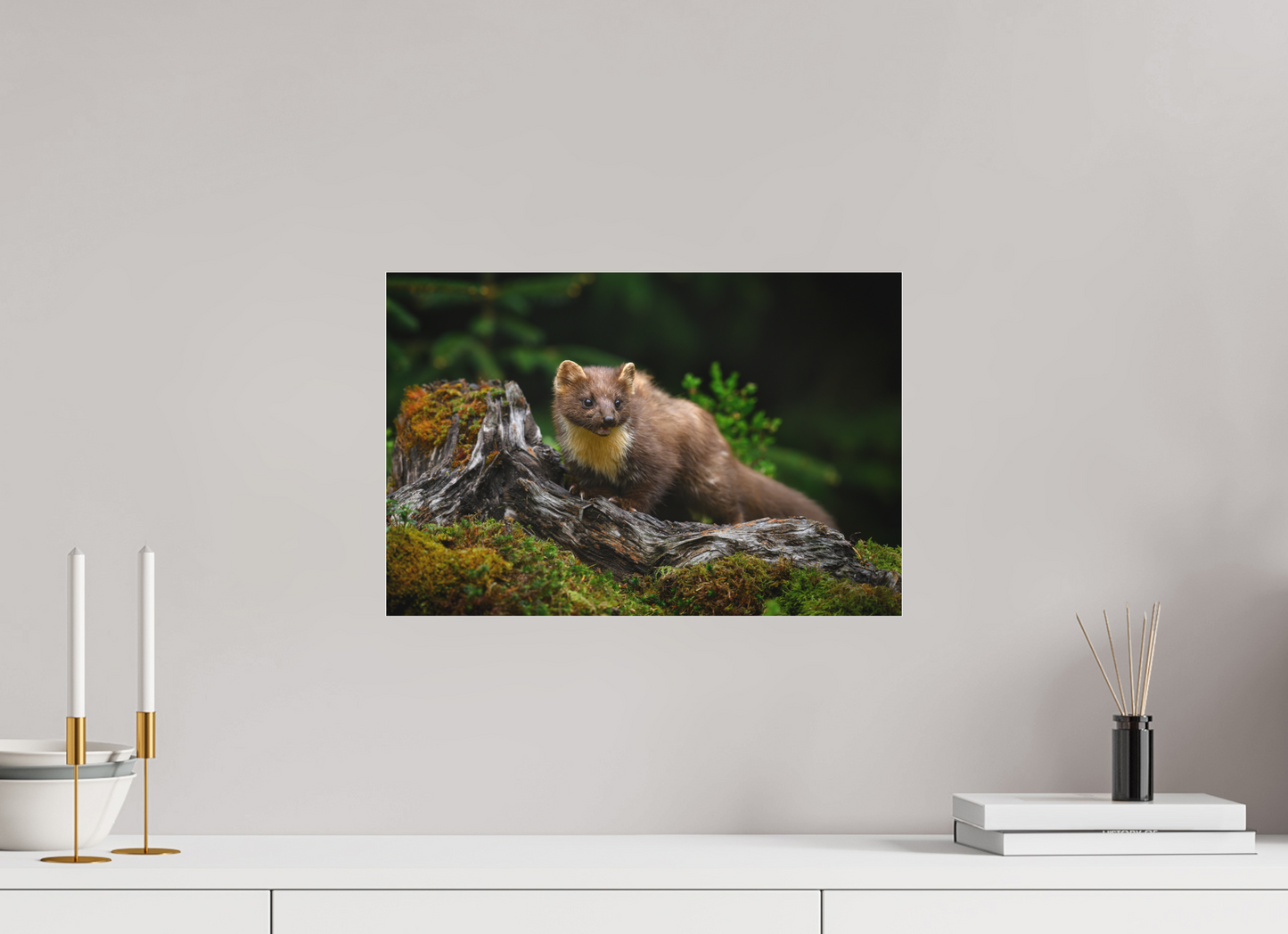 Pine marten on old tree root