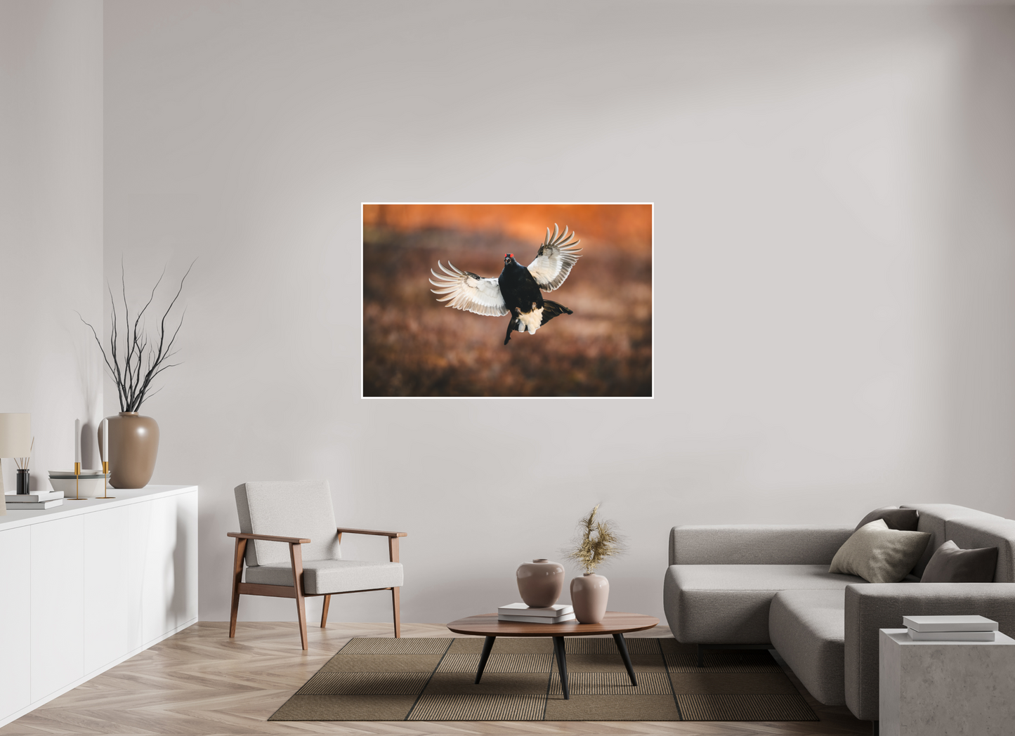 Black grouse in flight