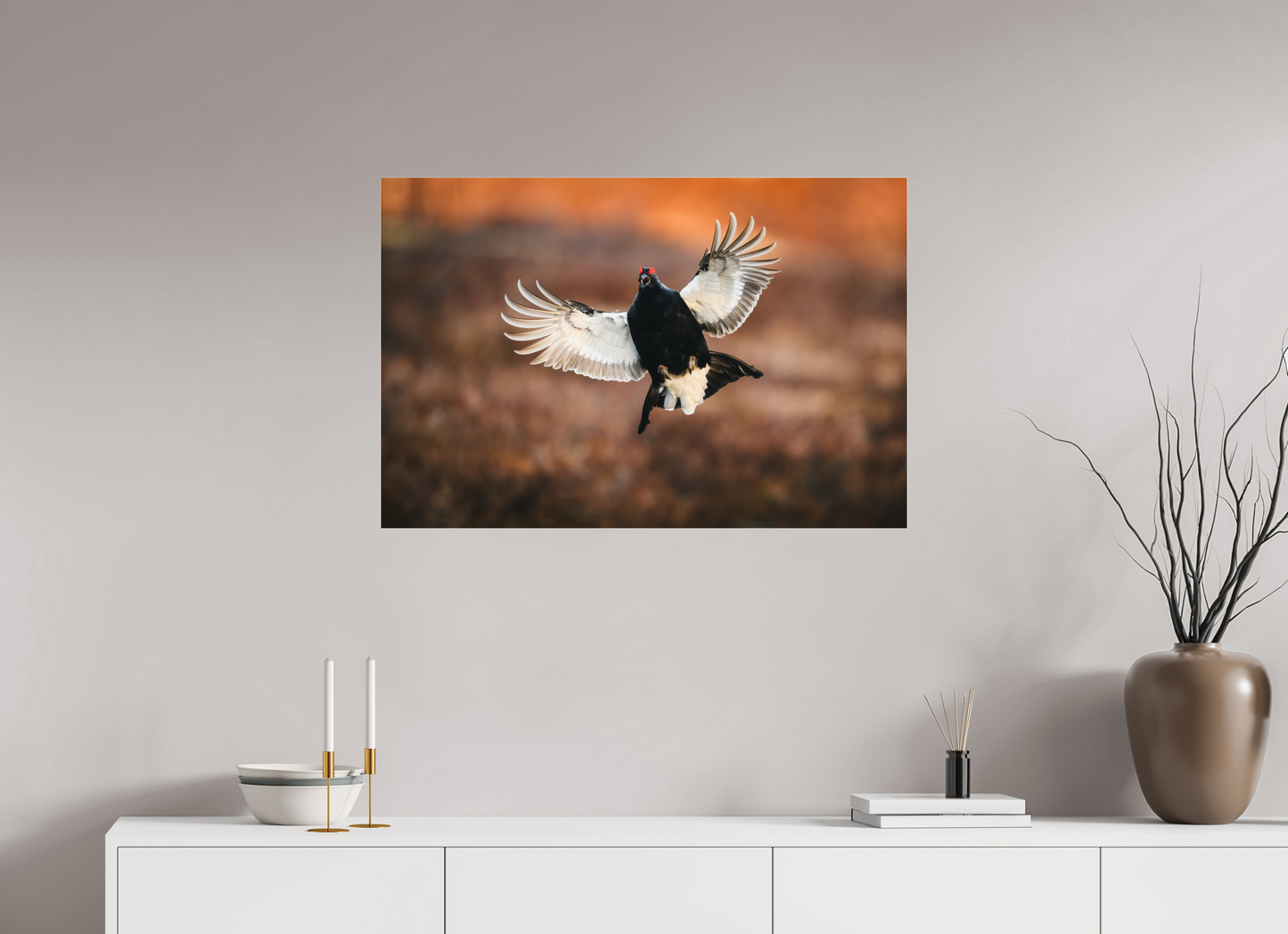 Black grouse in flight
