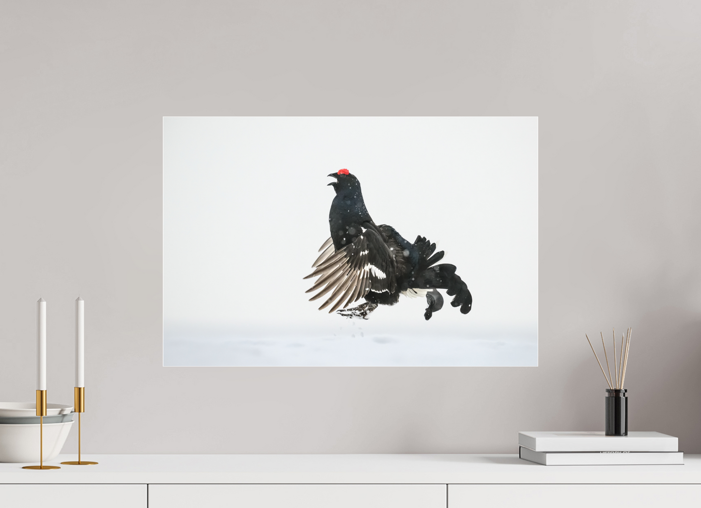 Jumping black grouse