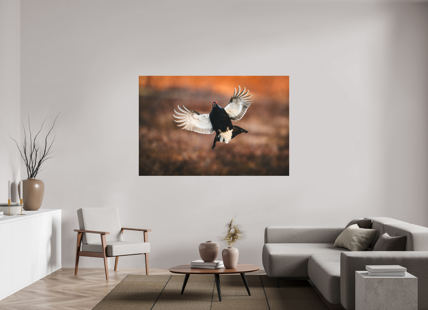 Black grouse in flight