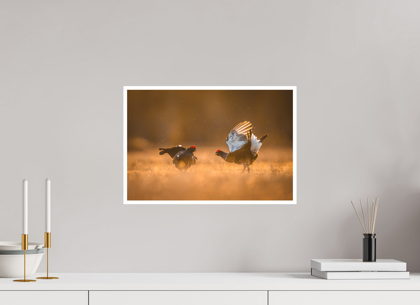 Black grouse in battle