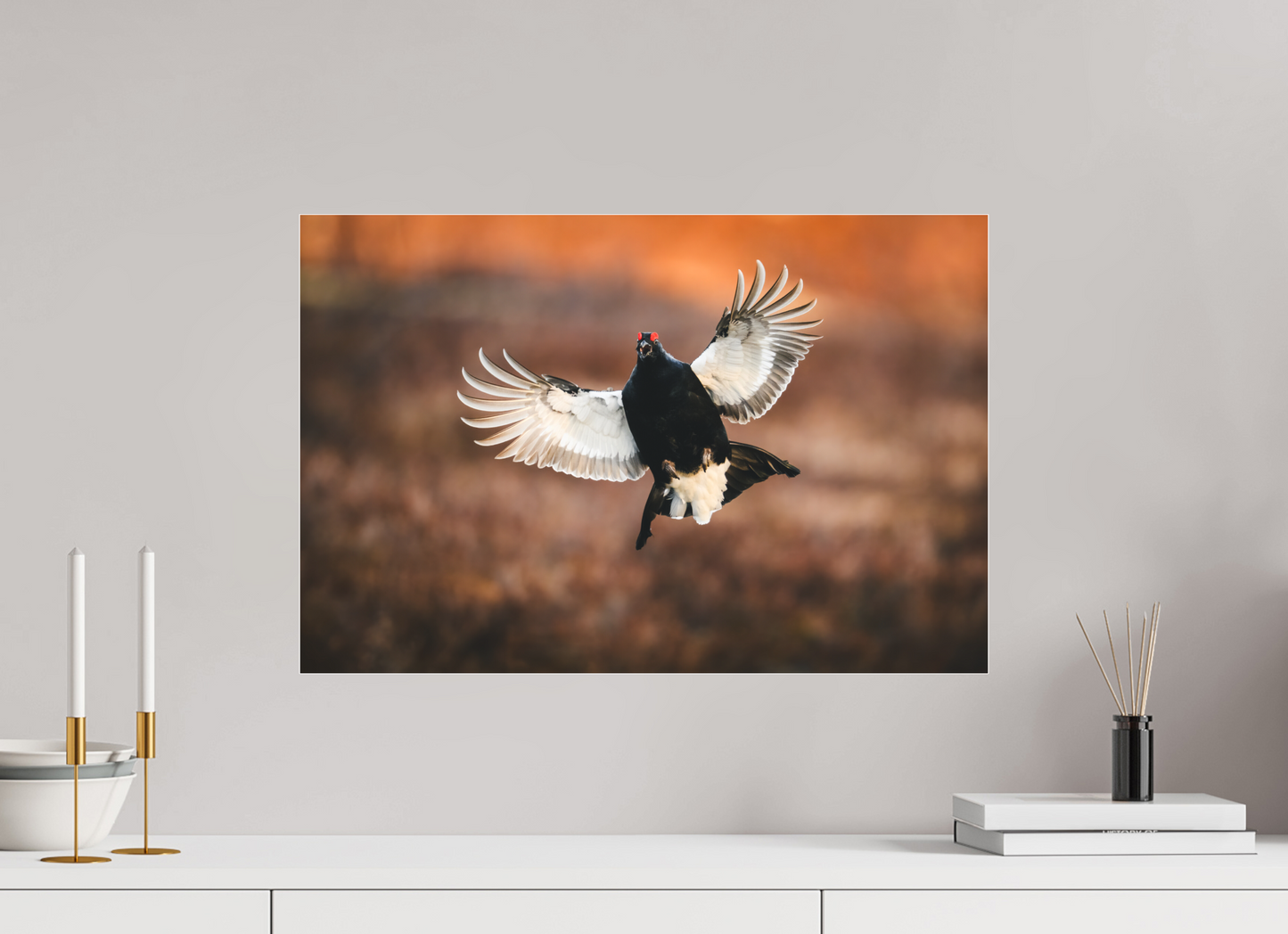 Black grouse in flight