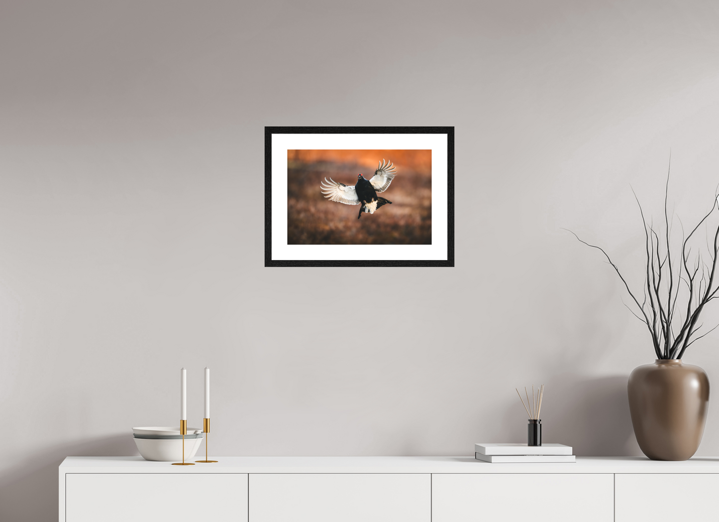 Black grouse in flight