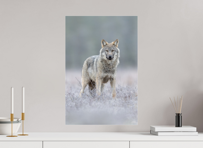 Wolf on frozen ground