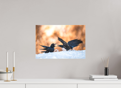 Ravens fighting in the snow