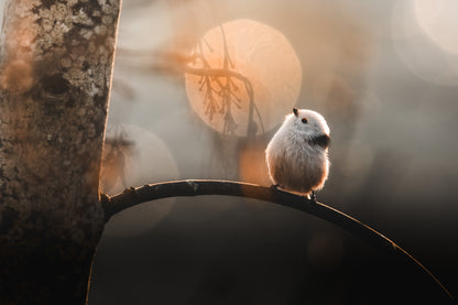 Long tailed tit with bokeh