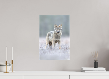 Wolf on frozen ground