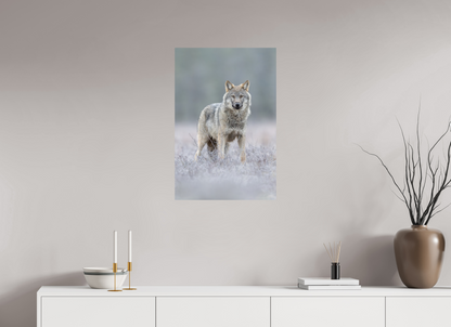 Wolf on frozen ground