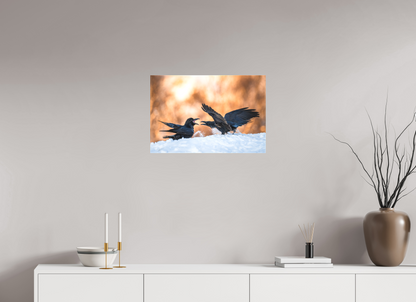 Ravens fighting in the snow