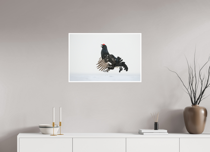 Jumping black grouse