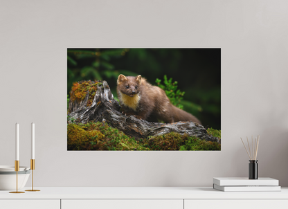 Pine marten on old tree root