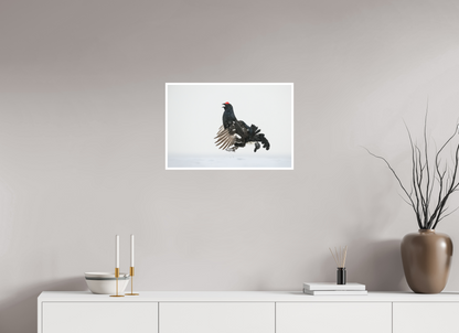 Jumping black grouse