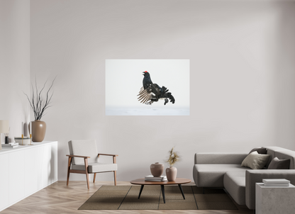 Jumping black grouse
