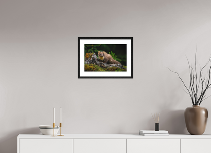 Pine marten on old tree root